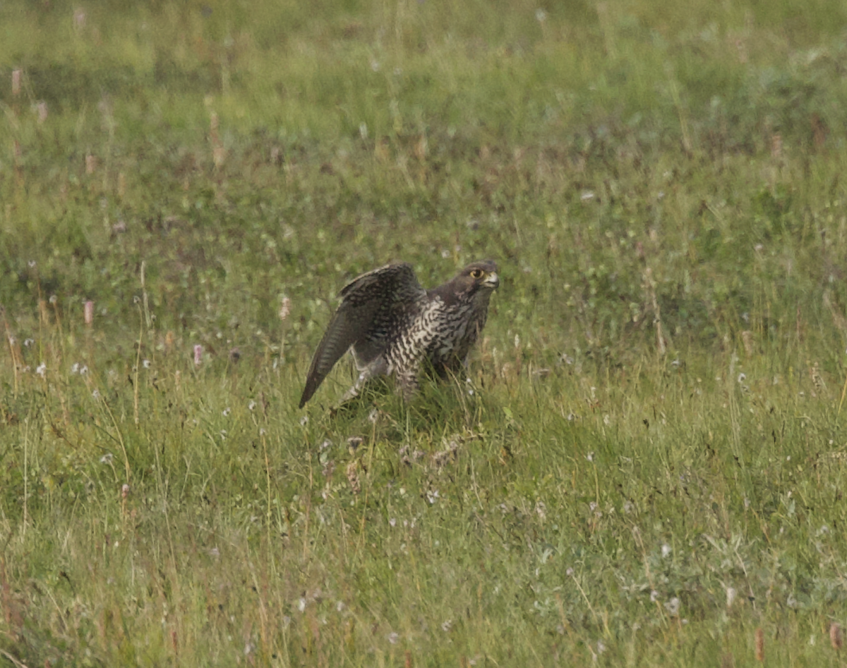 Gyrfalcon - ML599098411