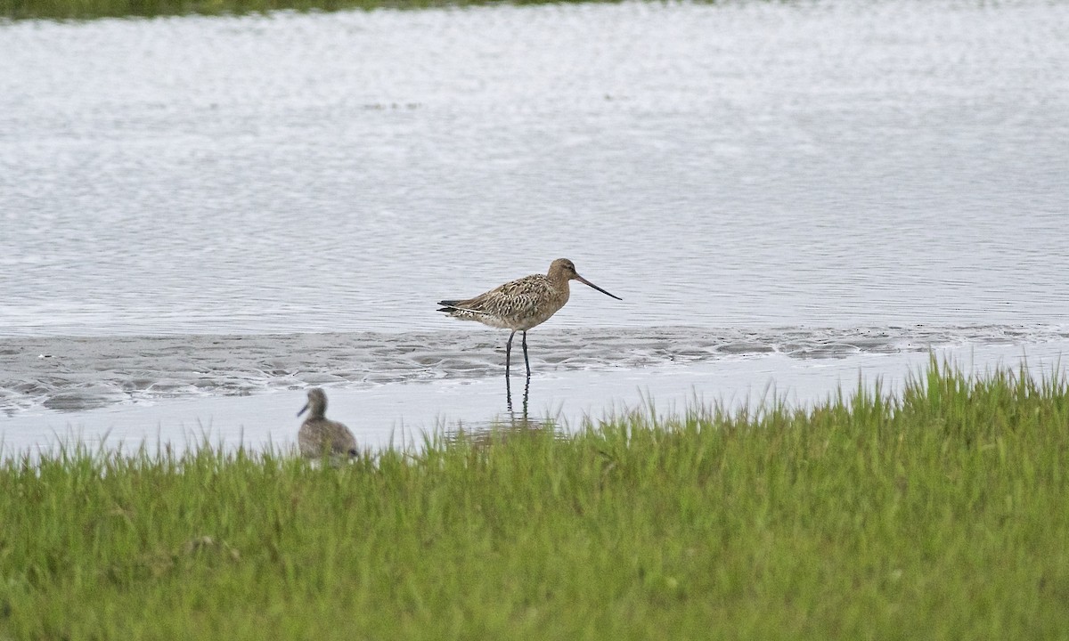 Bar-tailed Godwit (European) - Paul Gould