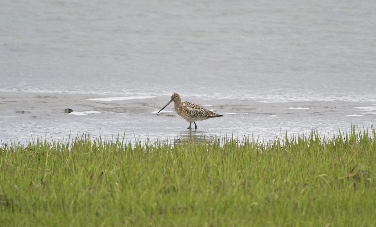 Bar-tailed Godwit (European) - ML59909871