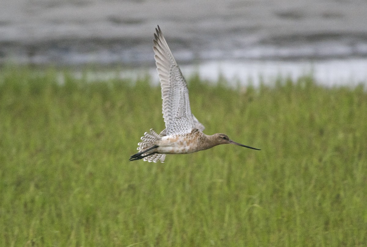 Bar-tailed Godwit (European) - Paul Gould