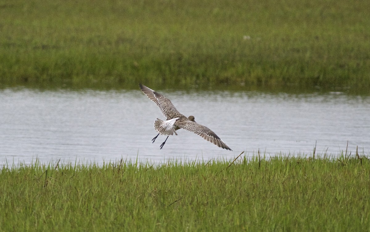 Bar-tailed Godwit (European) - Paul Gould