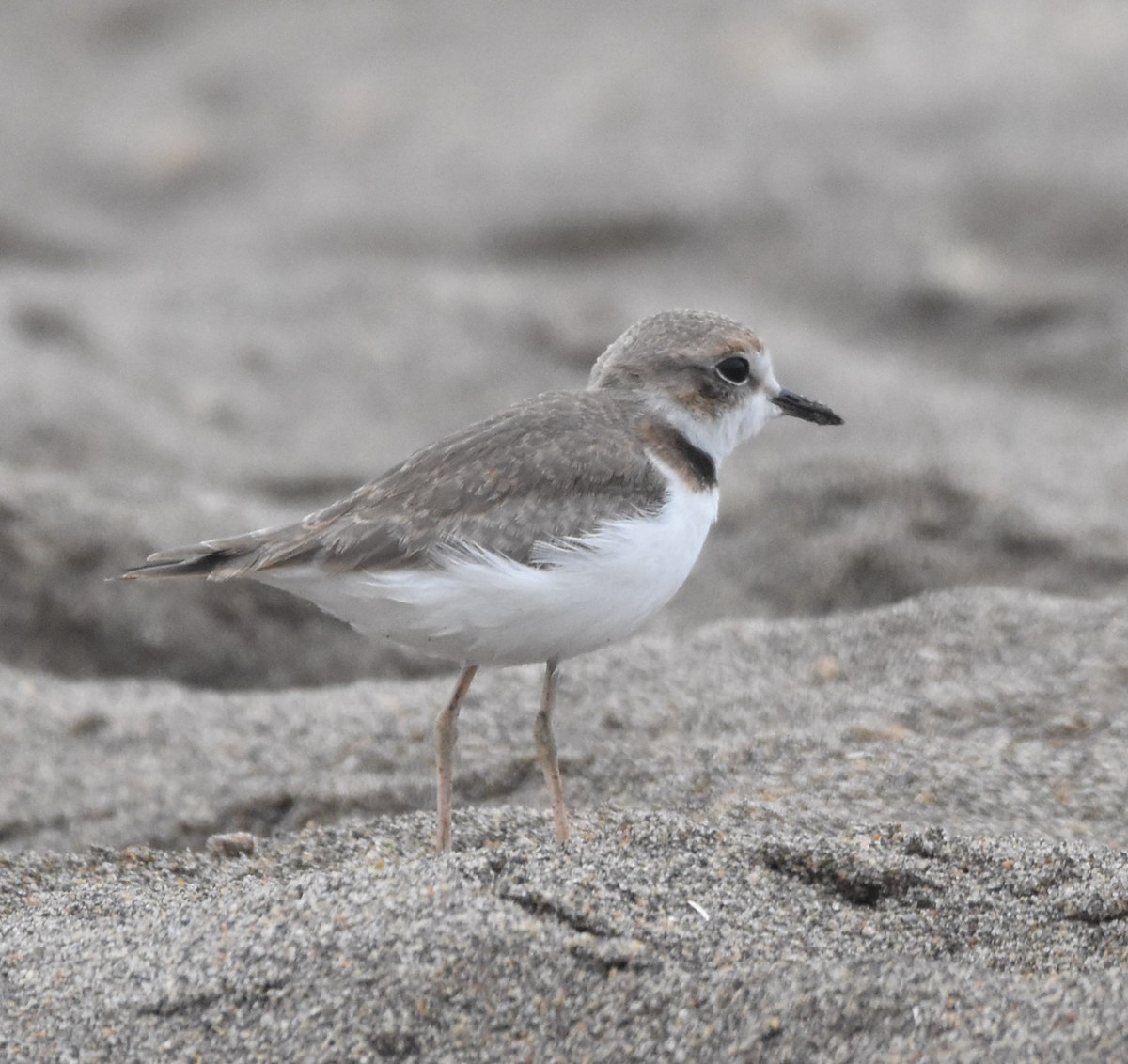 Collared Plover - ML599099361