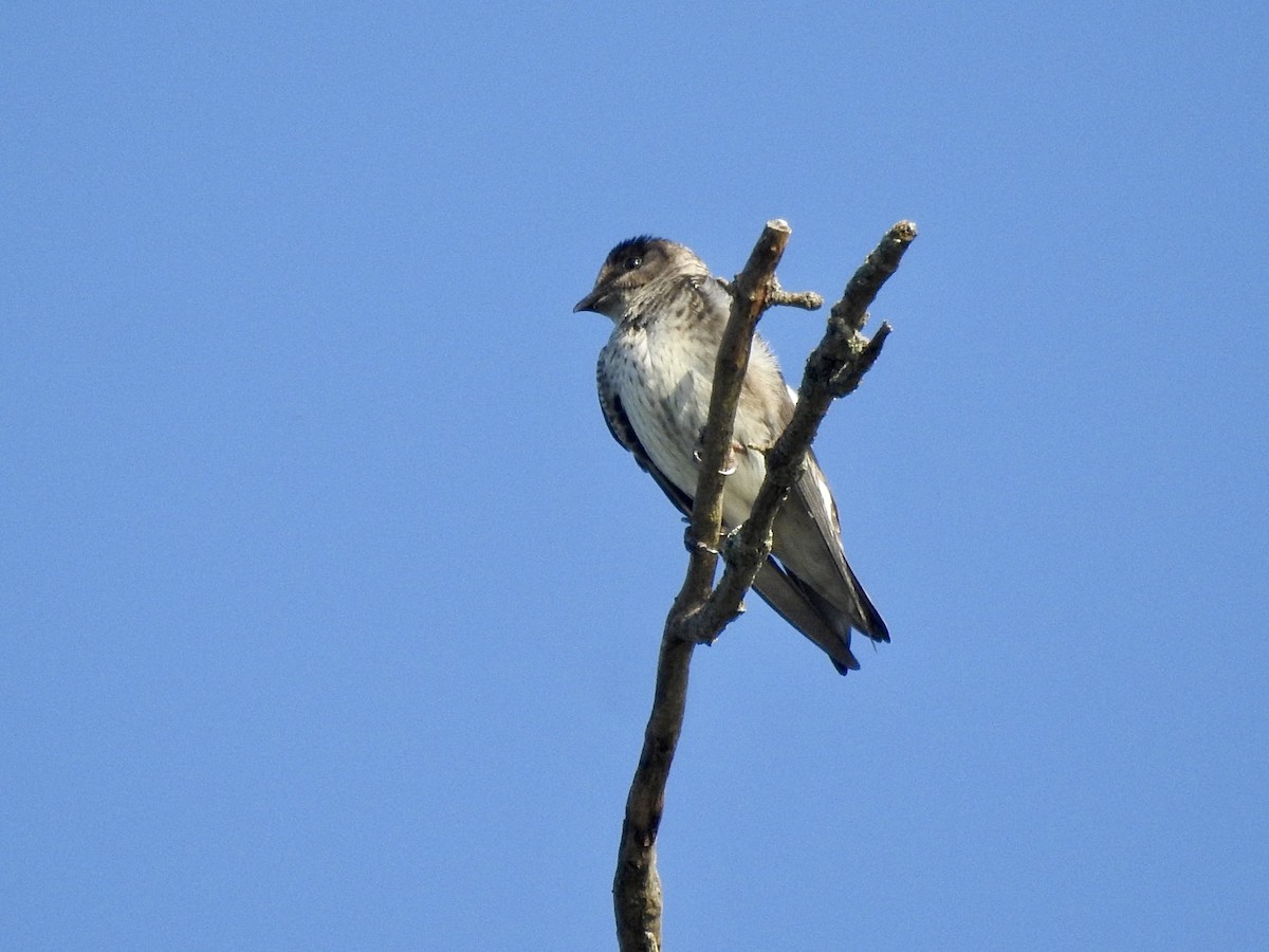 Purple Martin - ML599100591