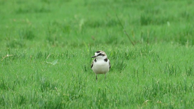 Kentish Plover - ML599100761