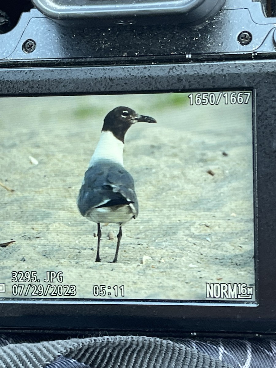 Laughing Gull - ML599100821