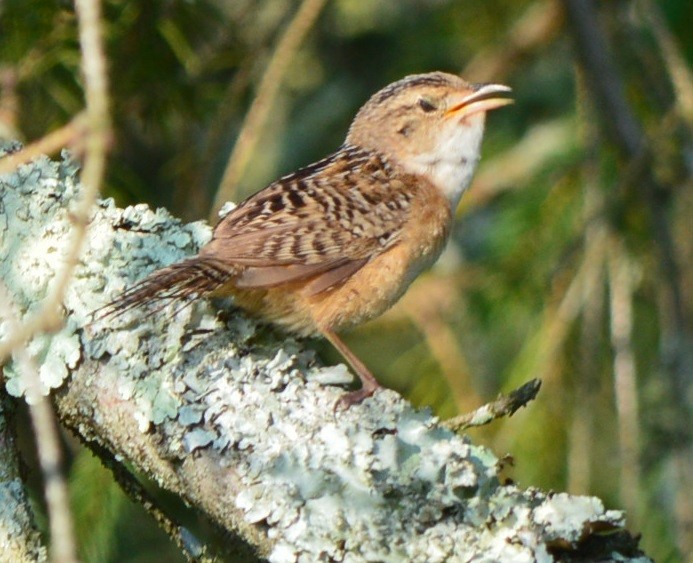 Sedge Wren - ML599101771