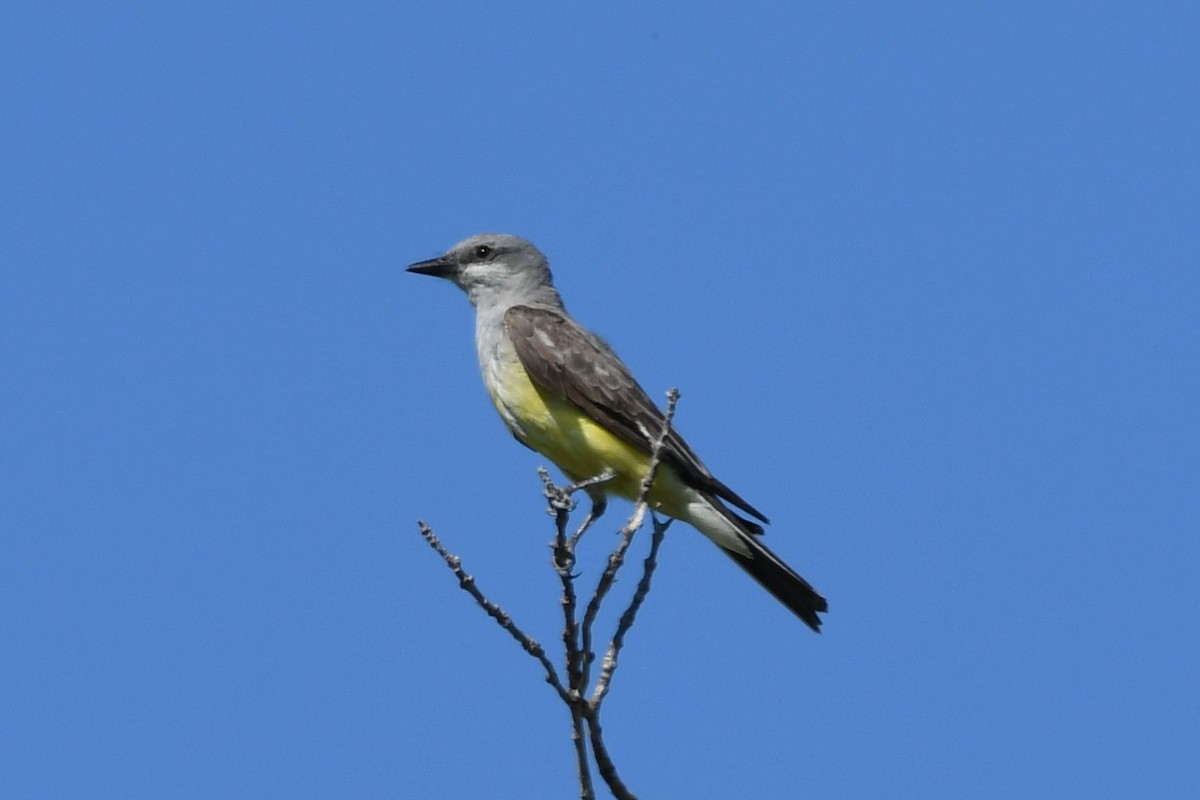 Schmalschnabel-Königstyrann - ML599103041