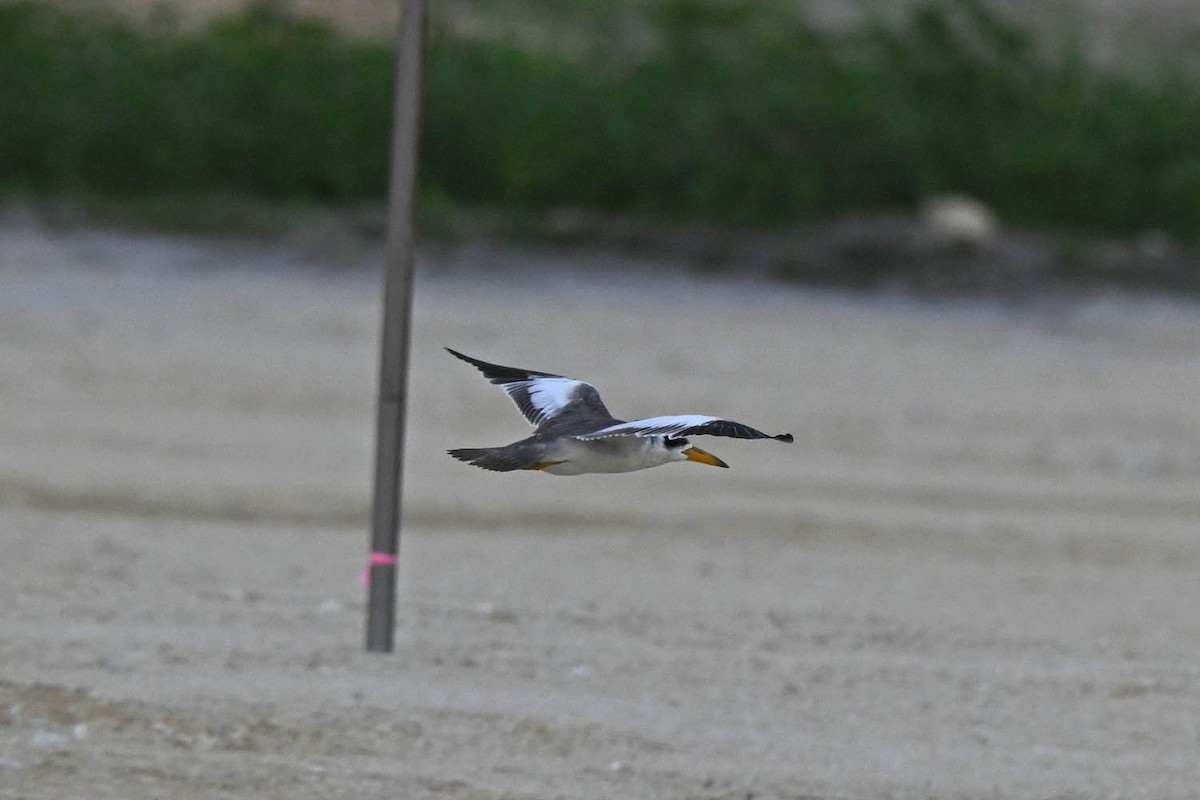 Large-billed Tern - ML599103301