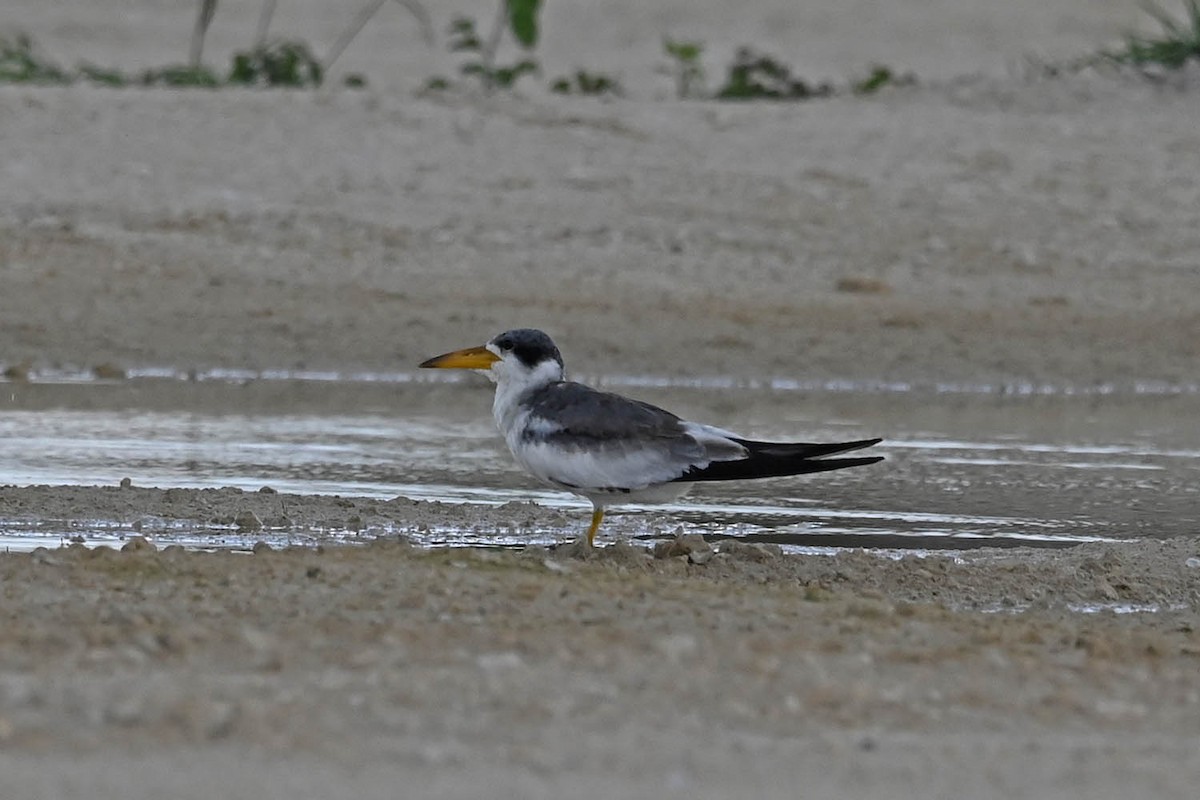 Large-billed Tern - ML599103311