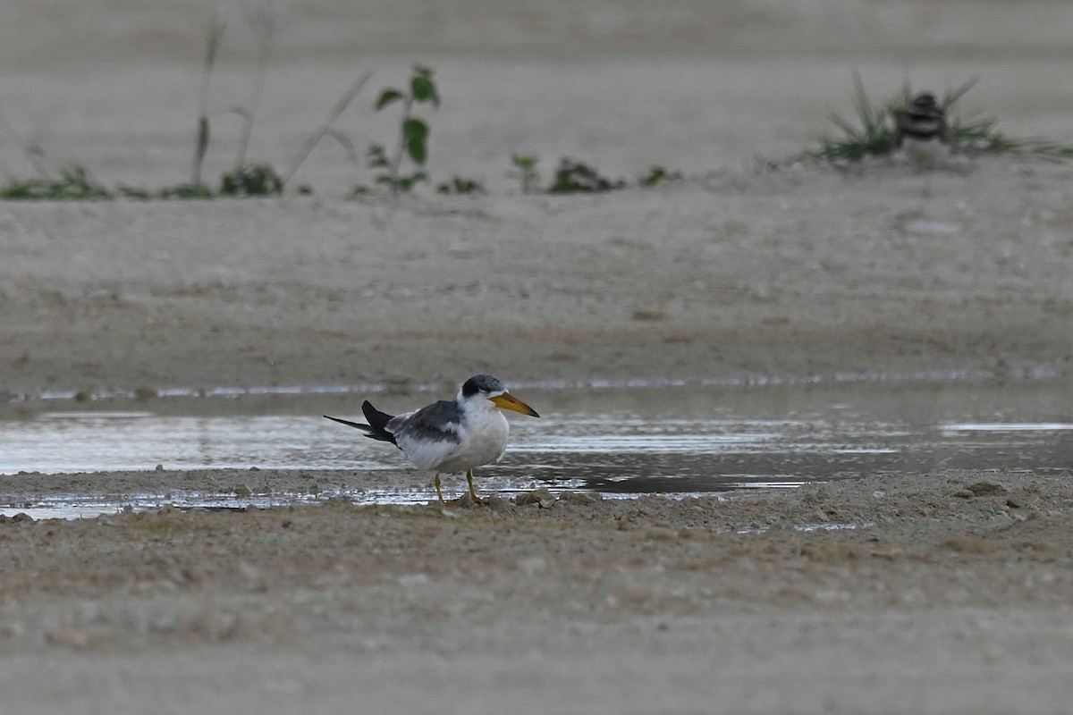 Large-billed Tern - Marla Hibbitts