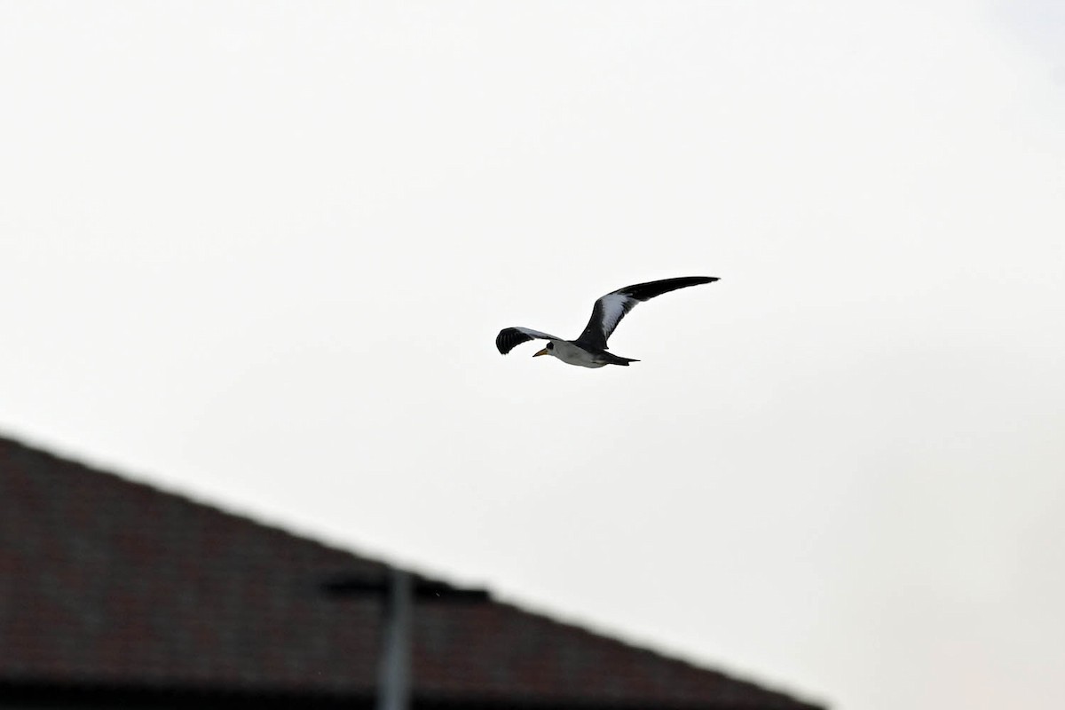 Large-billed Tern - ML599103361