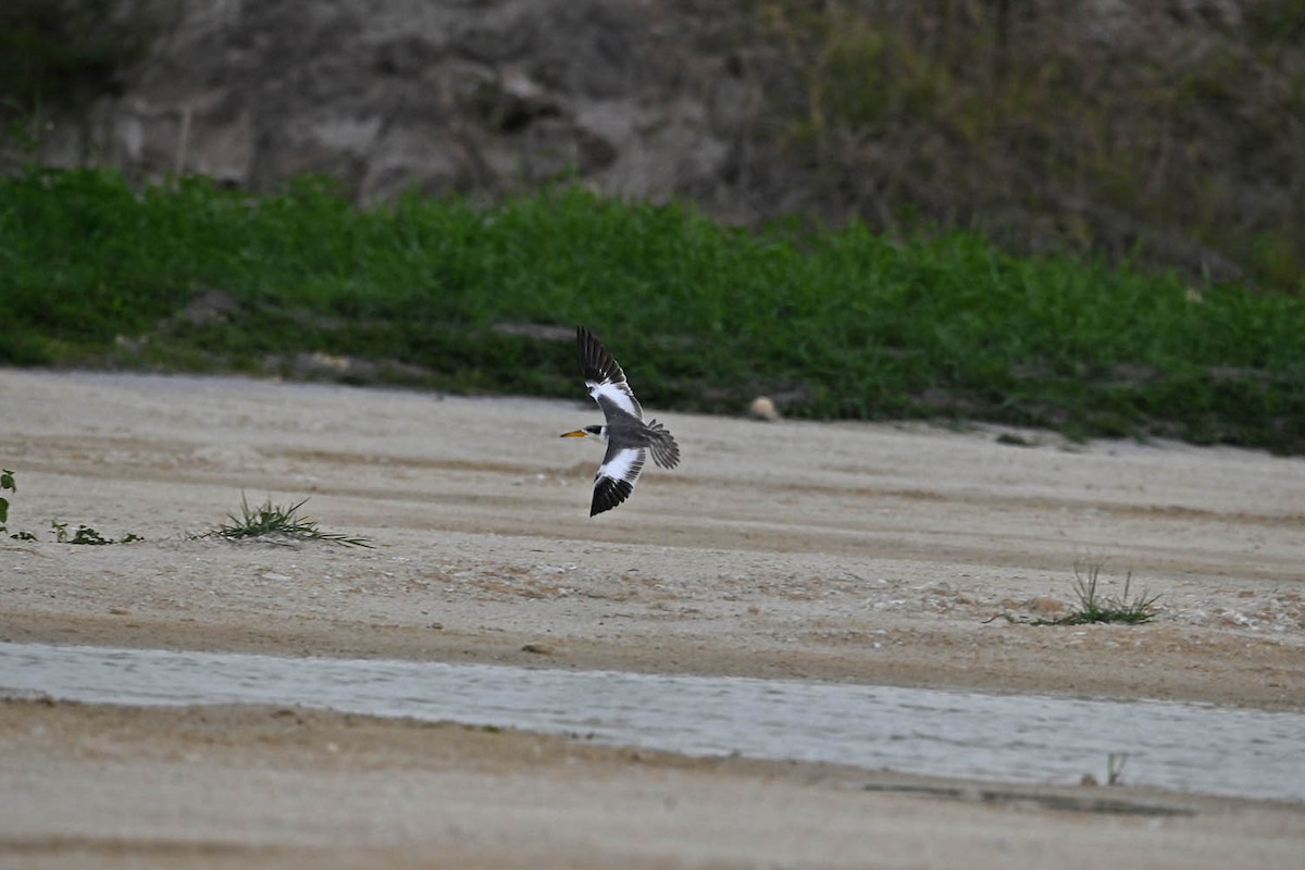 Large-billed Tern - ML599103371