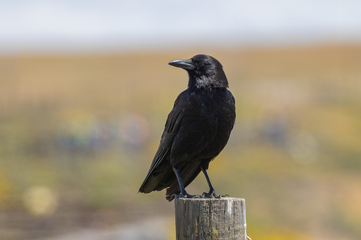 American Crow - ML599103901