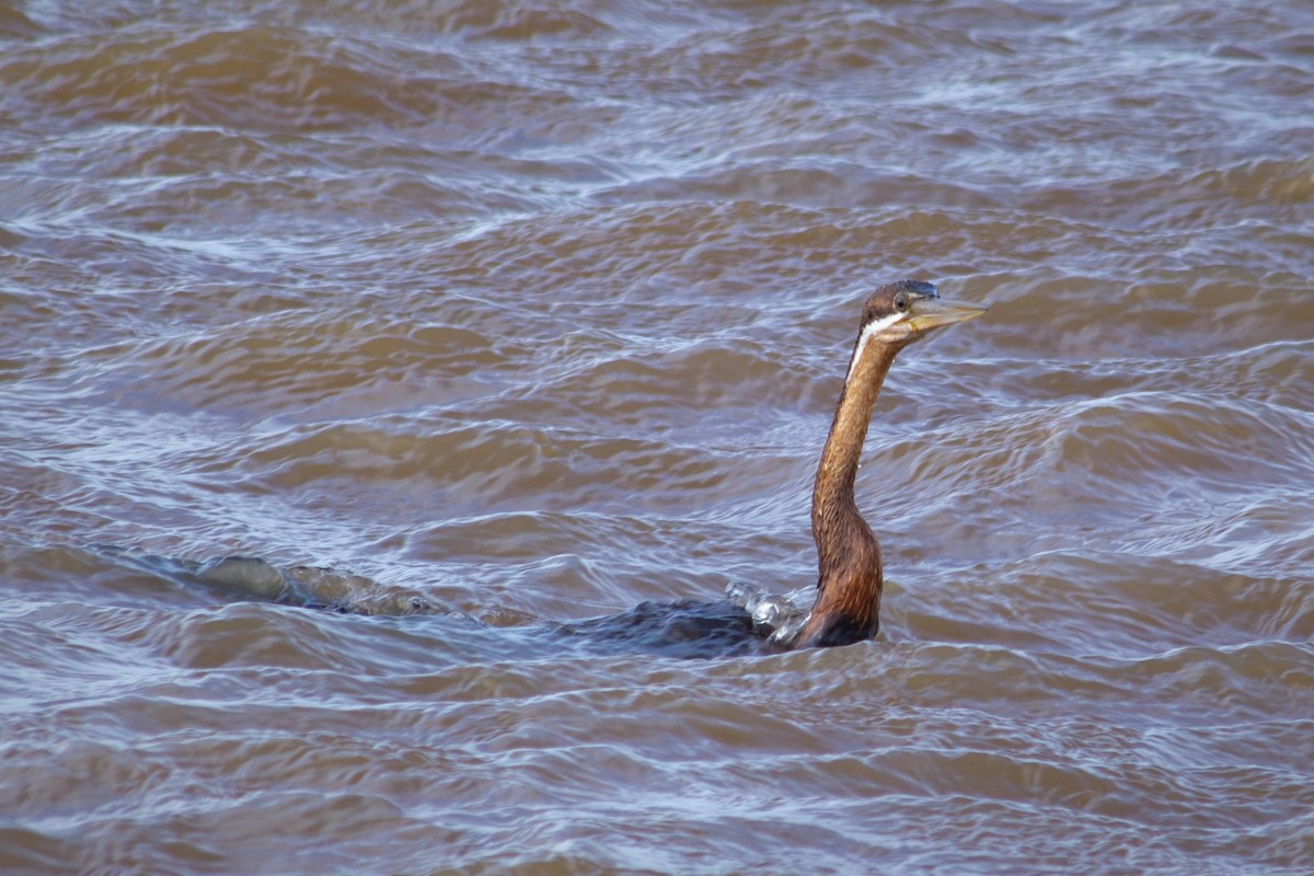 African Darter - ML599104231