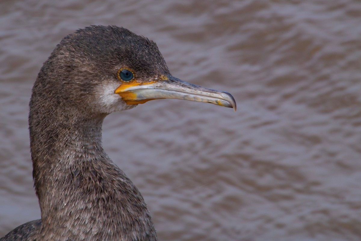 Cape Cormorant - ML599104291