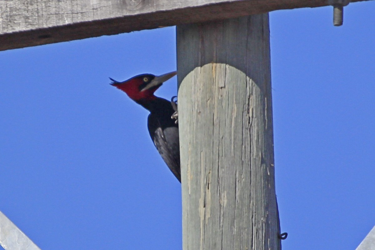 Cream-backed Woodpecker - ML599105711