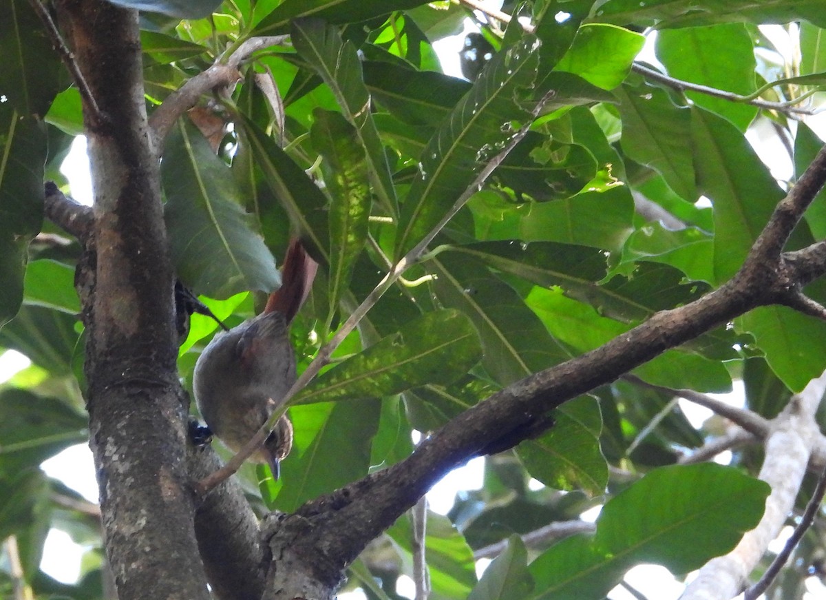 Olive Spinetail - ML599106111