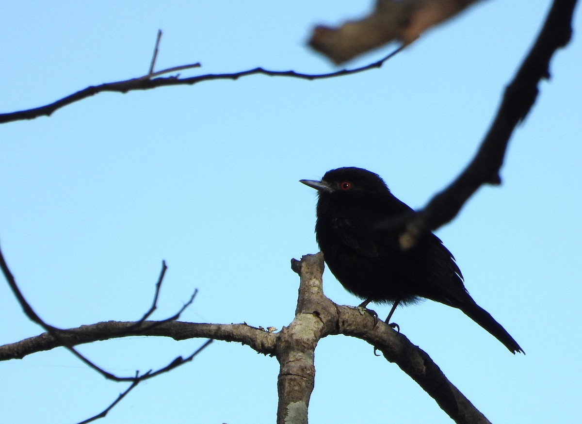 Blue-billed Black-Tyrant - ML599106331