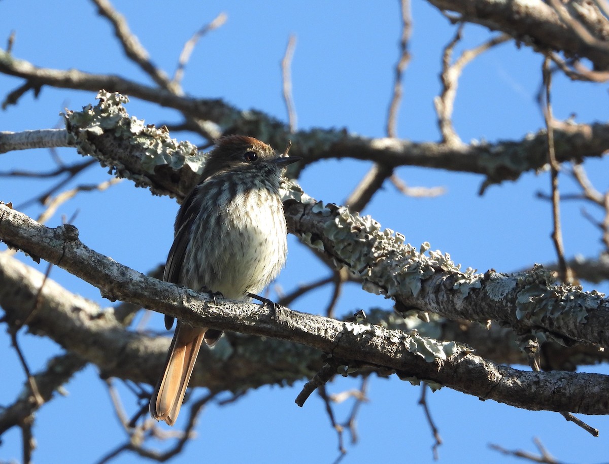 Blue-billed Black-Tyrant - Rafael Salcedo