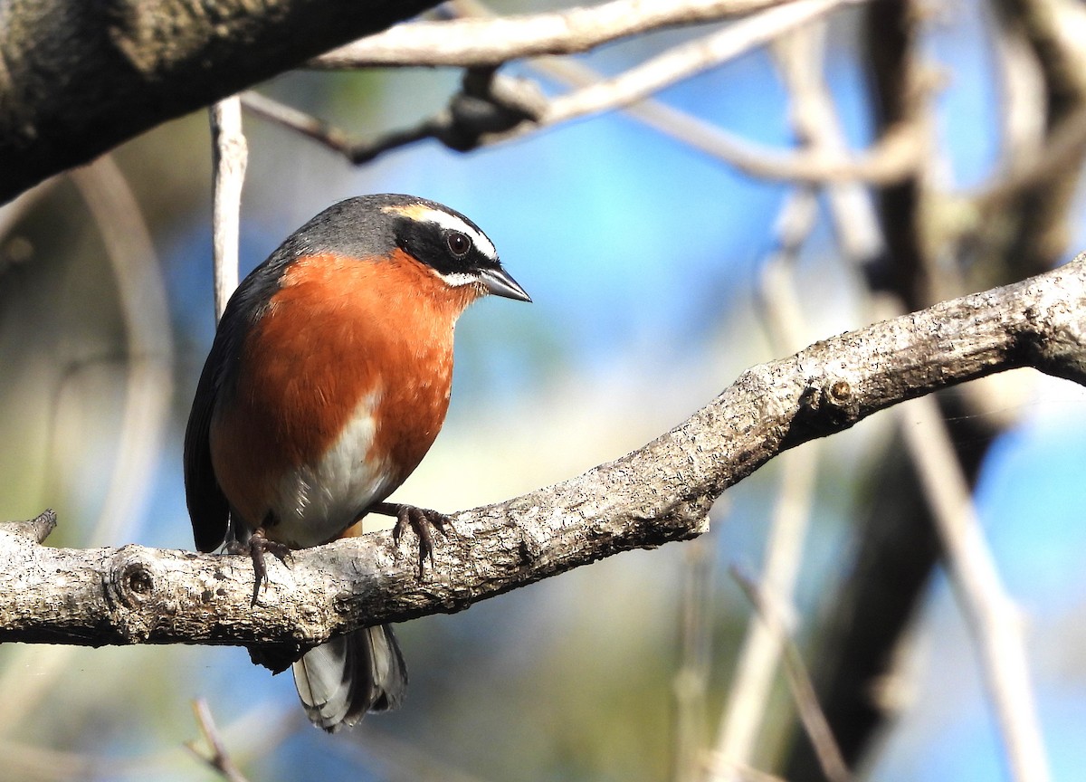 Black-and-rufous Warbling Finch - ML599106521