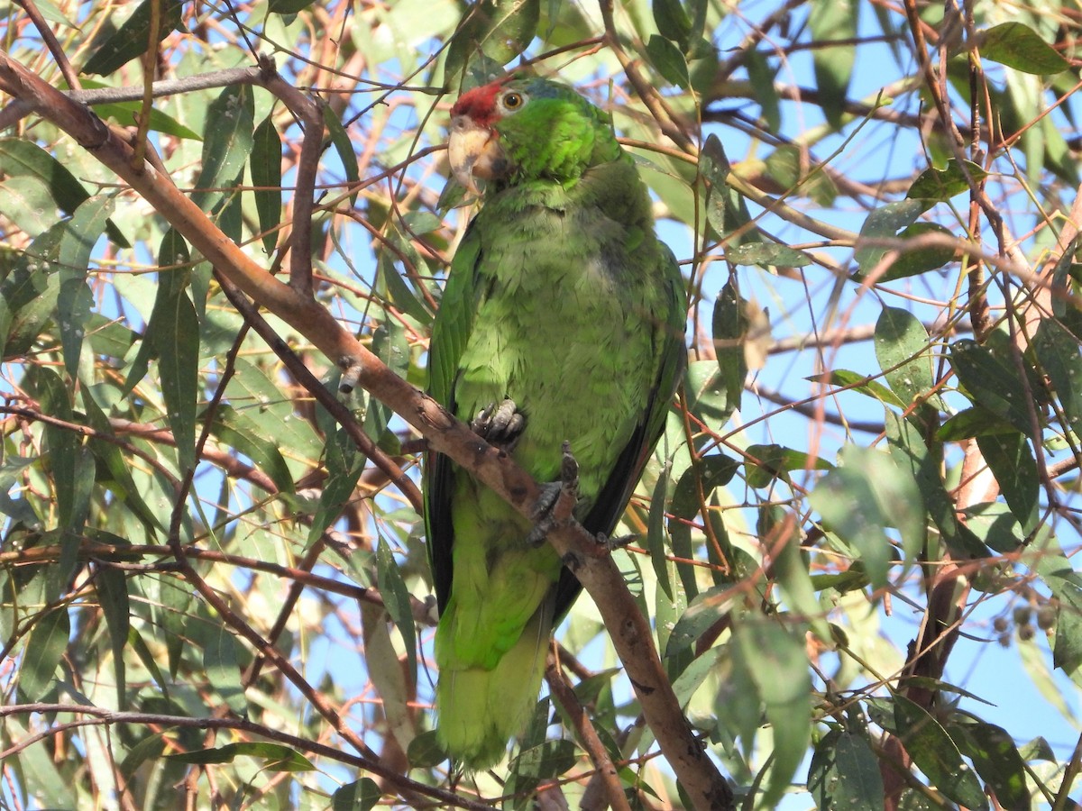 Red-crowned Parrot - ML599107281