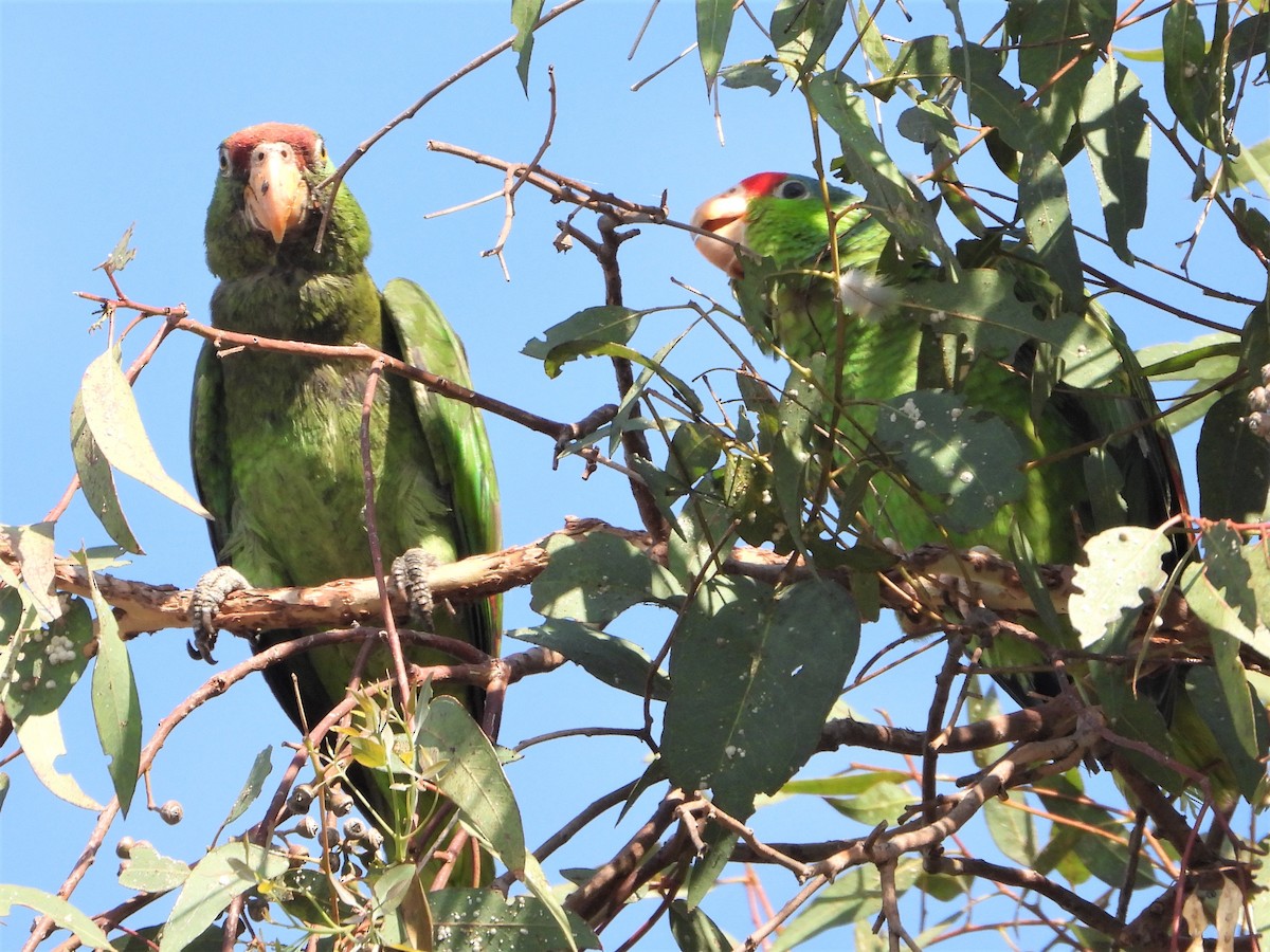 Red-crowned Parrot - ML599107321