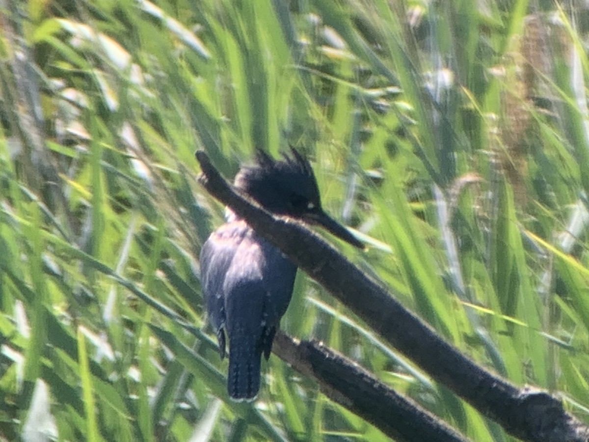 Belted Kingfisher - ML599107441