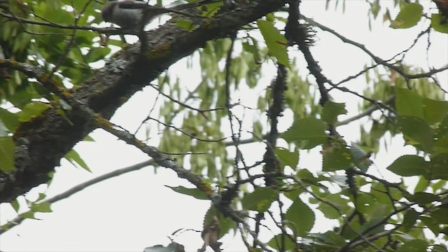 Long-tailed Tit - ML599107821