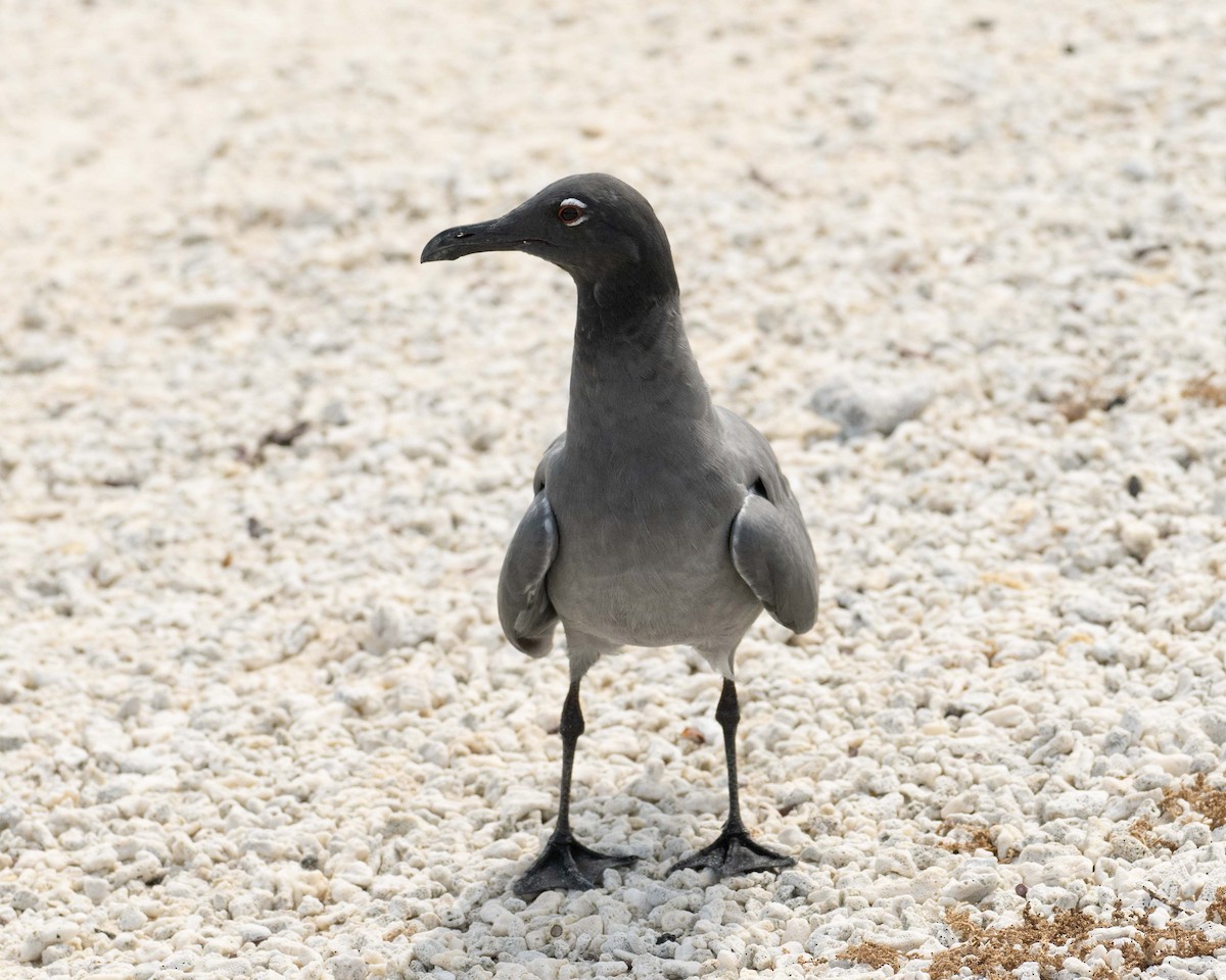 Lava Gull - ML599109071