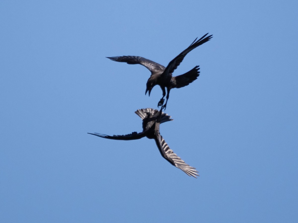 Common Raven - Allen Schenck