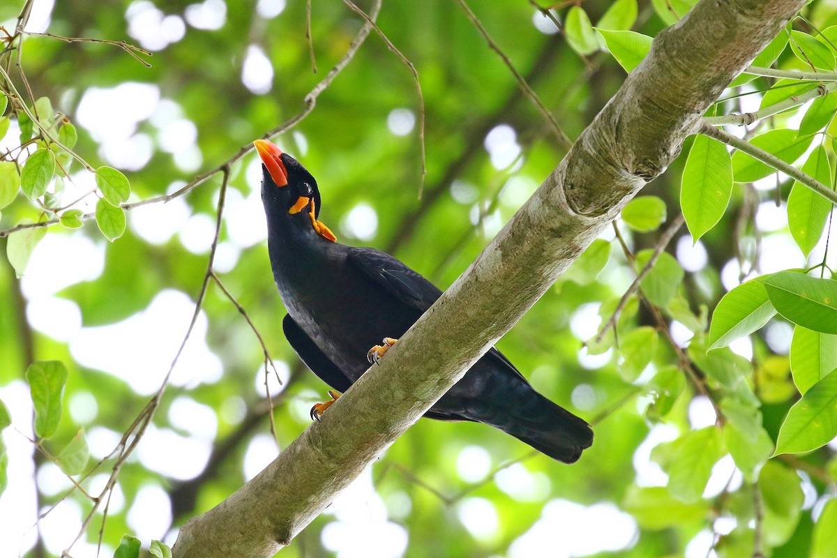 Common Hill Myna - ML599112121