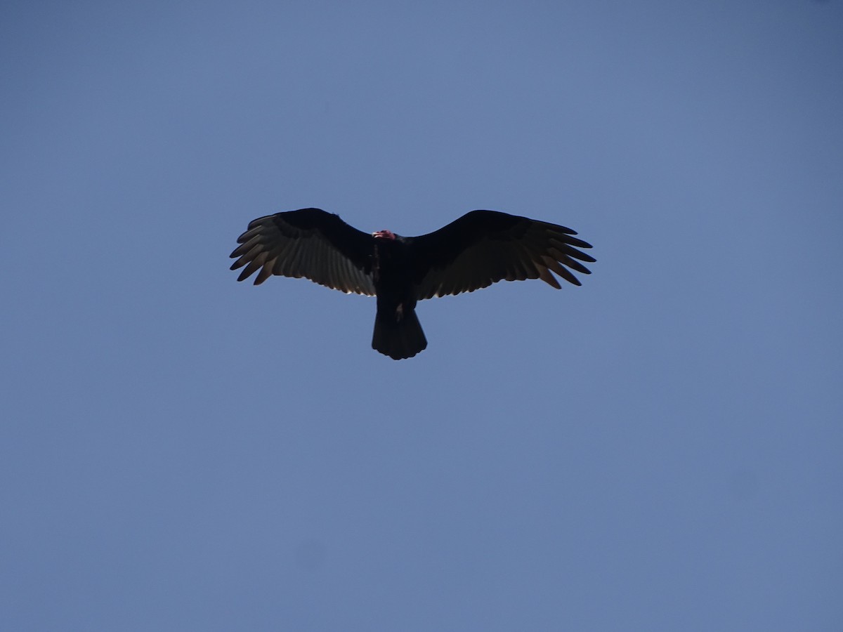 Turkey Vulture - ML599113101