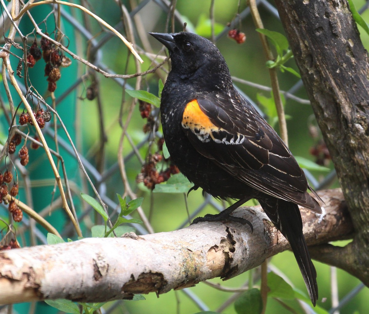 Red-winged Blackbird - ML59911351