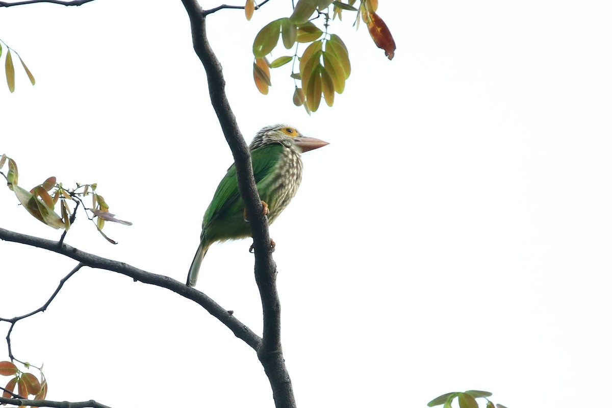 Lineated Barbet - Chih-Wei(David) Lin