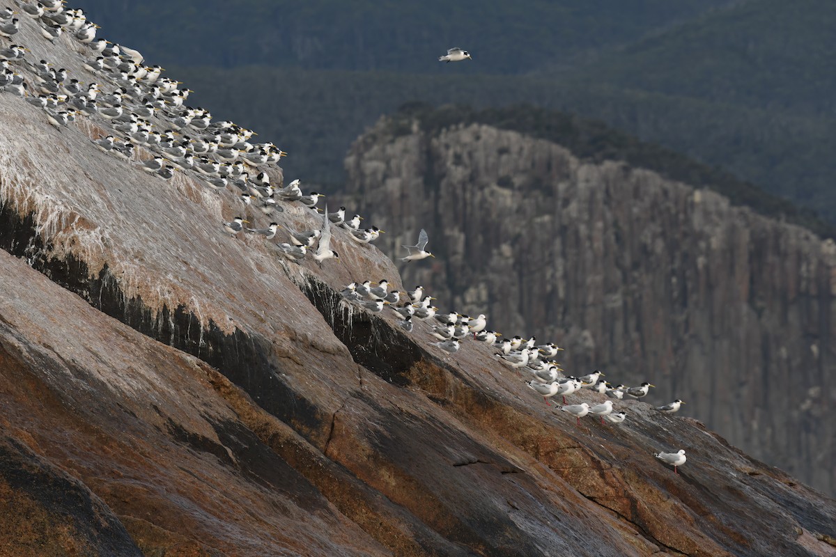 White-fronted Tern - ML599114091