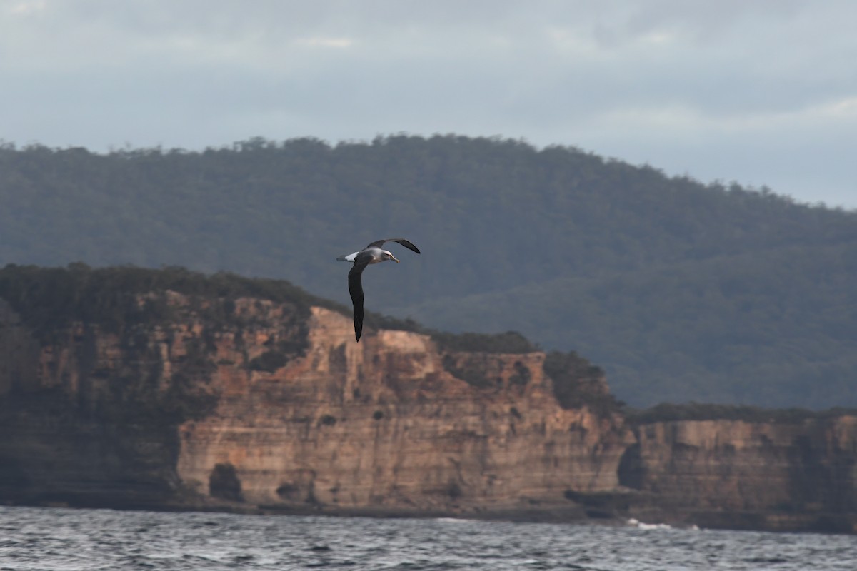 White-capped Albatross - ML599114101