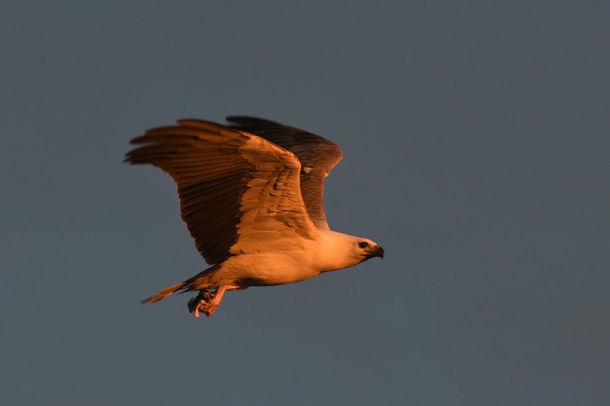 White-bellied Sea-Eagle - ML599114111