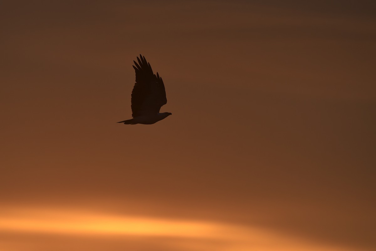 White-bellied Sea-Eagle - ML599114171