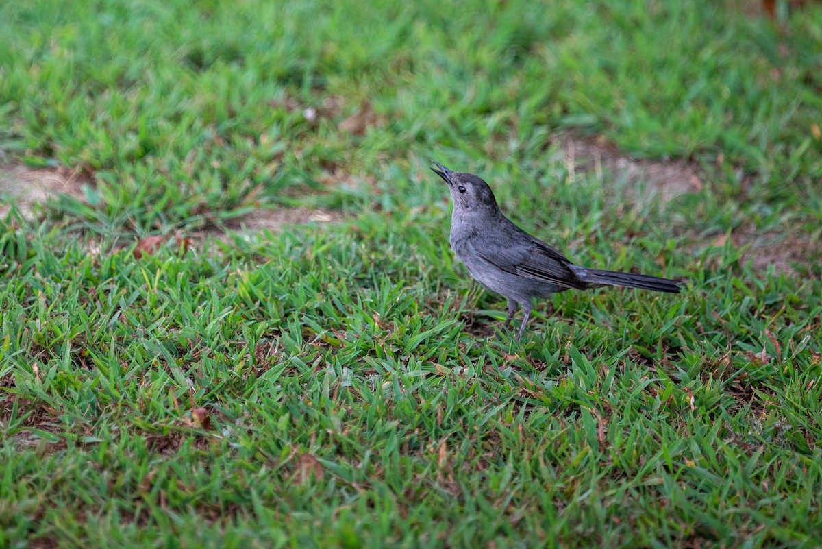 Gray Catbird - ML599114451