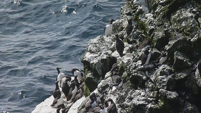 Common Murre - ML599115631