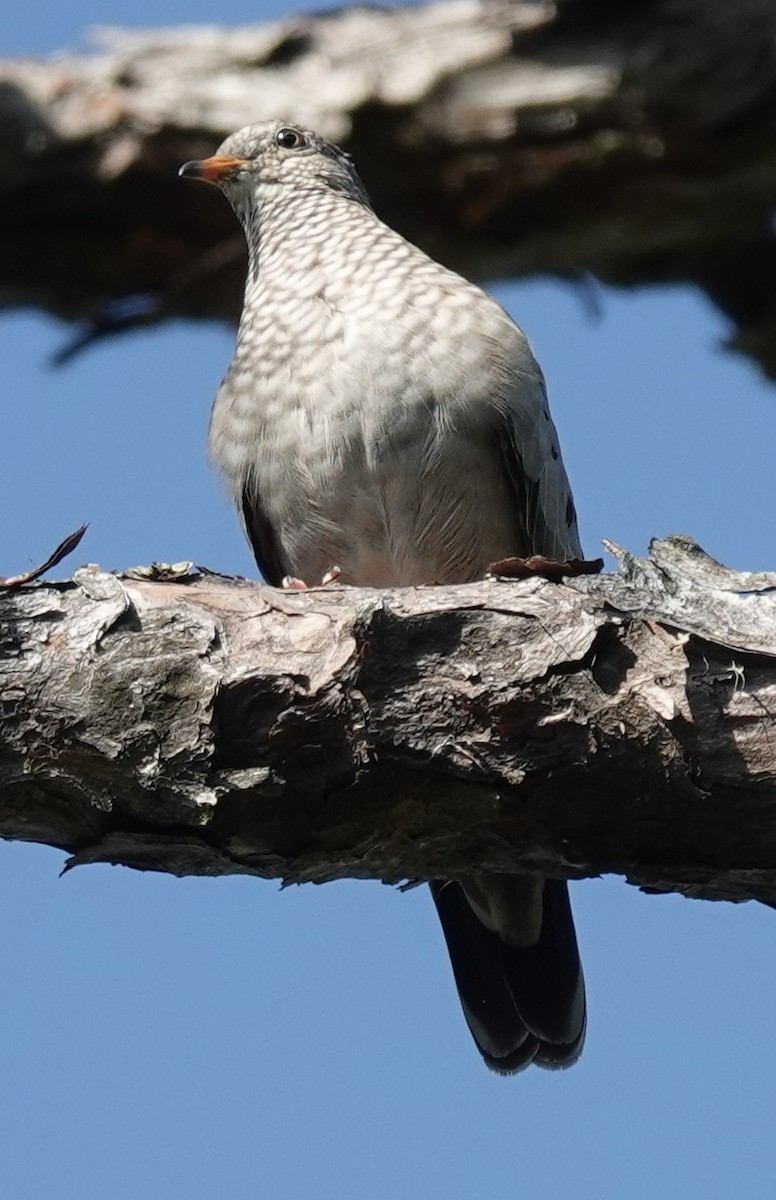 Common Ground Dove - ML599115881