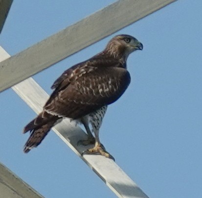 Red-tailed Hawk - Lilian Saul