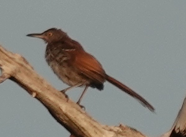 Brown Thrasher - ML599116491