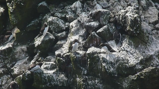 Razorbill - ML599116771