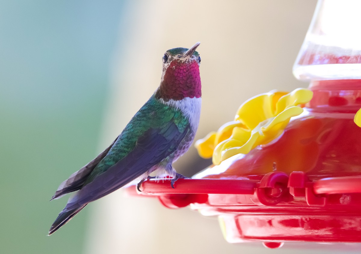 Broad-tailed Hummingbird - Braxton Landsman