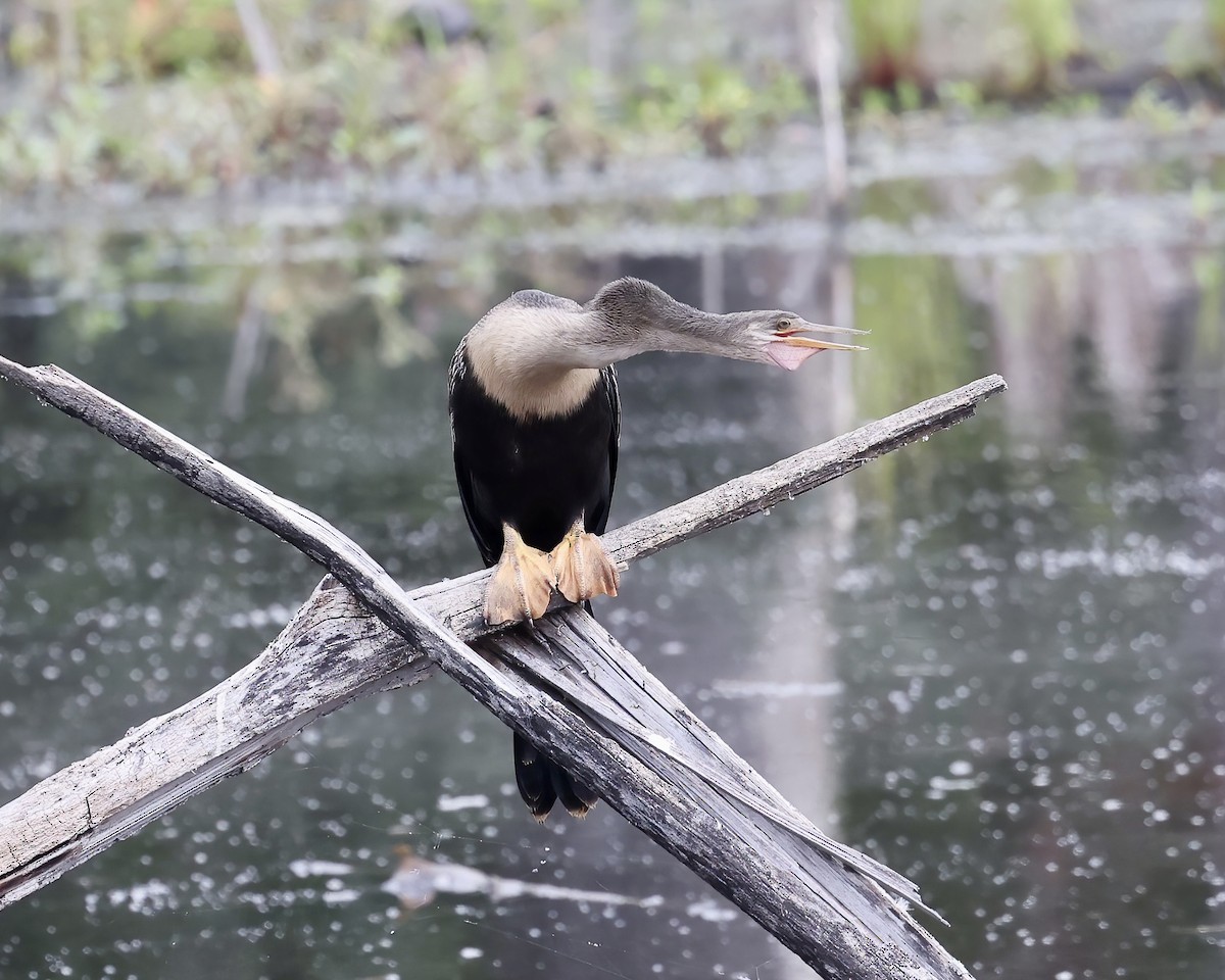 Anhinga - ML599117711