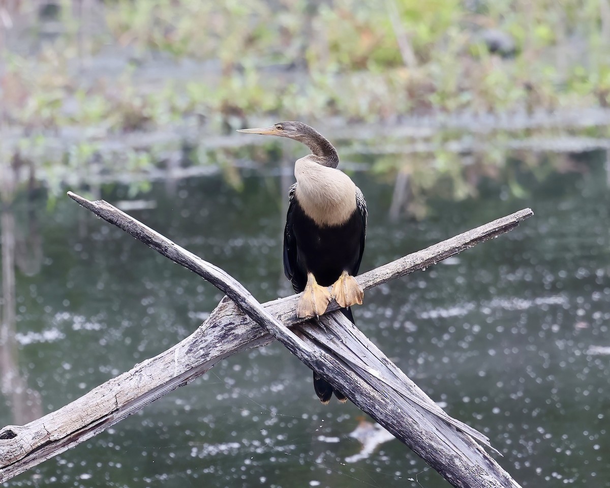 Anhinga - ML599117721