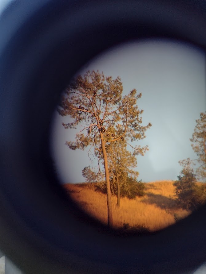 Kaliforniya Kondoru - ML599117951