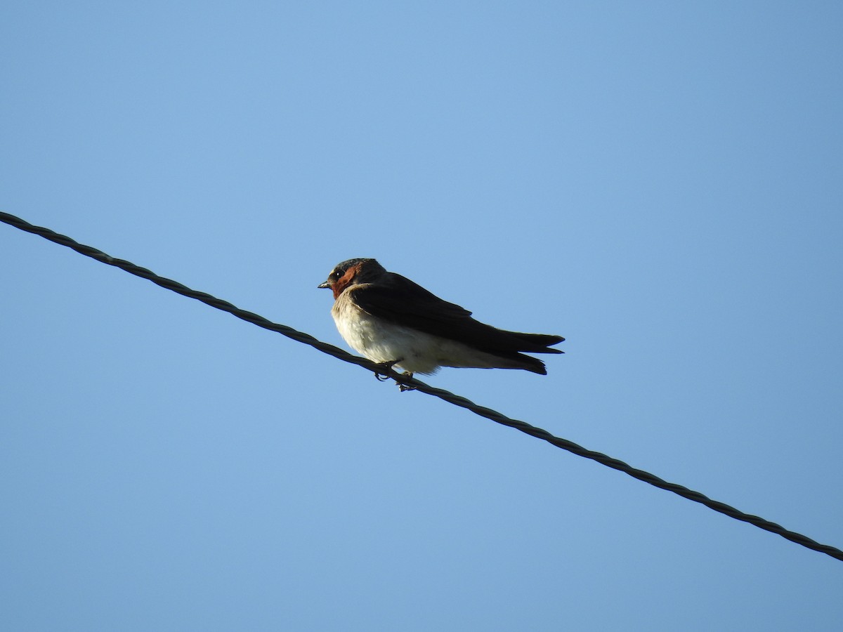 Hirondelle à front blanc - ML599118451