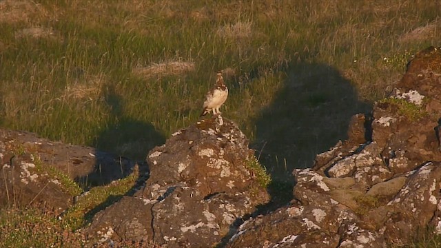 Rock Ptarmigan - ML599118651